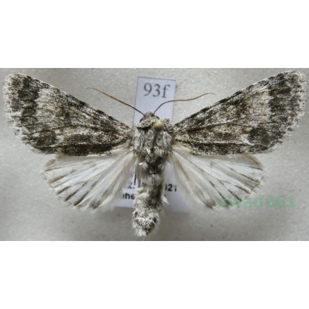 Acronicta megacephala (Denis & Schiffermüller, 1775) Wieczernica topolówka Czech93f